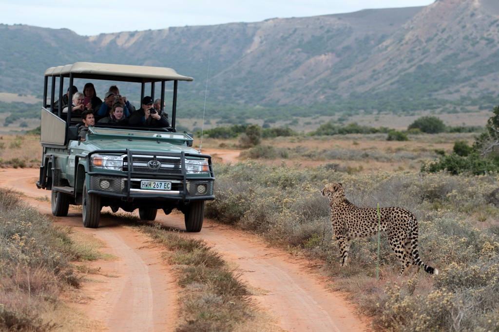 game drive at Amakhala